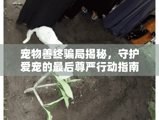 宠物善终骗局揭秘，守护爱宠的最后尊严行动指南