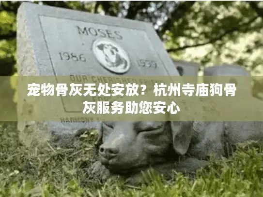 宠物骨灰无处安放？杭州寺庙狗骨灰服务助您安心