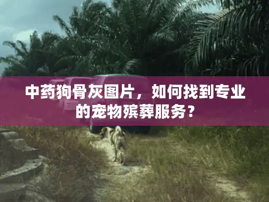中药狗骨灰图片，如何找到专业的宠物殡葬服务？
