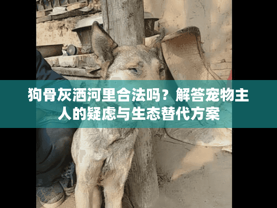 狗骨灰洒河里合法吗？解答宠物主人的疑虑与生态替代方案