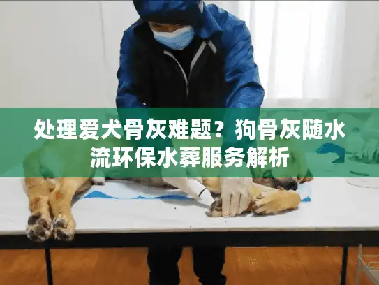 处理爱犬骨灰难题？狗骨灰随水流环保水葬服务解析