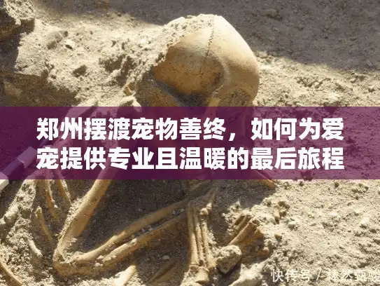 郑州摆渡宠物善终，如何为爱宠提供专业且温暖的最后旅程？