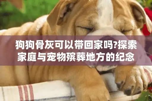 狗狗骨灰可以带回家吗?探索家庭与宠物殡葬地方的纪念选择