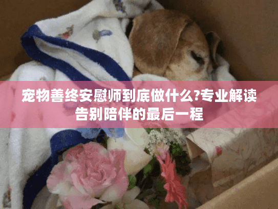 宠物善终安慰师到底做什么?专业解读告别陪伴的最后一程