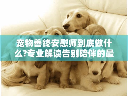 宠物善终安慰师到底做什么?专业解读告别陪伴的最后一程