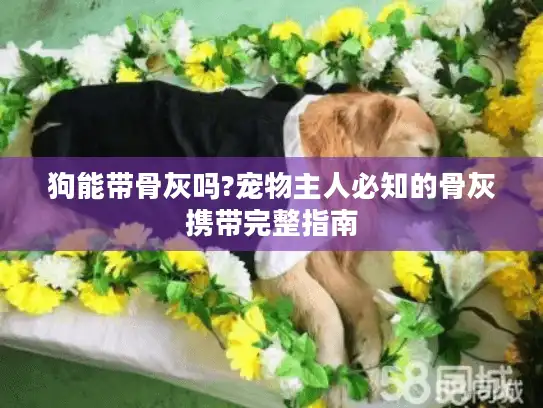 狗能带骨灰吗?宠物主人必知的骨灰携带完整指南