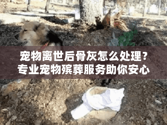 宠物离世后骨灰怎么处理？专业宠物殡葬服务助你安心告别