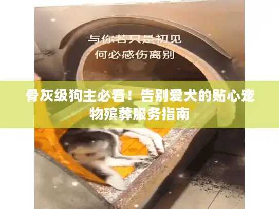 骨灰级狗主必看！告别爱犬的贴心宠物殡葬服务指南