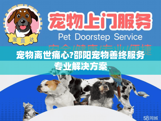 宠物离世痛心?邵阳宠物善终服务专业解决方案