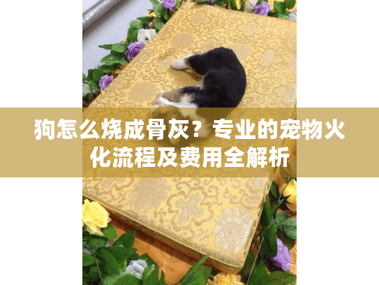 狗怎么烧成骨灰？专业的宠物火化流程及费用全解析