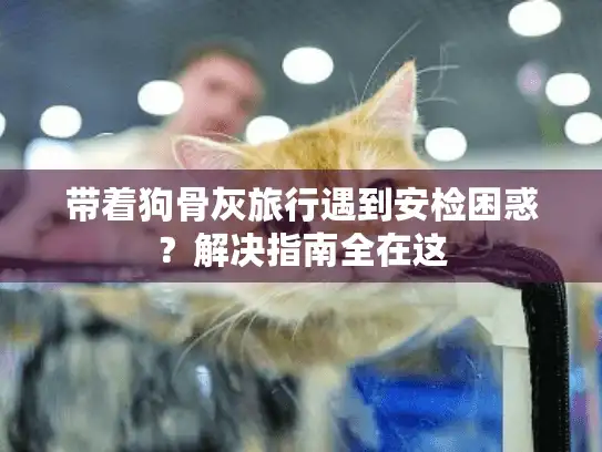 带着狗骨灰旅行遇到安检困惑?解决指南全在这 带着狗骨灰旅行遇到安检困惑?解决指南全在这