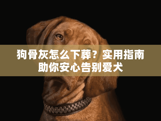 狗骨灰怎么下葬？实用指南助你安心告别爱犬