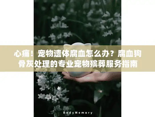 心痛！宠物遗体腐血怎么办？腐血狗骨灰处理的专业宠物殡葬服务指南