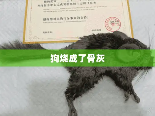 狗烧成了骨灰