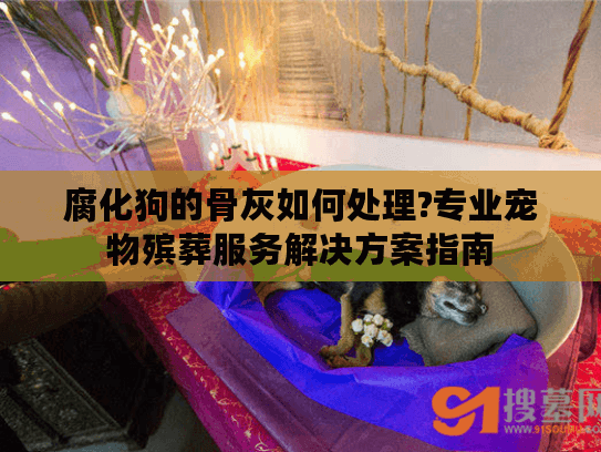 腐化狗的骨灰如何处理?专业宠物殡葬服务解决方案指南