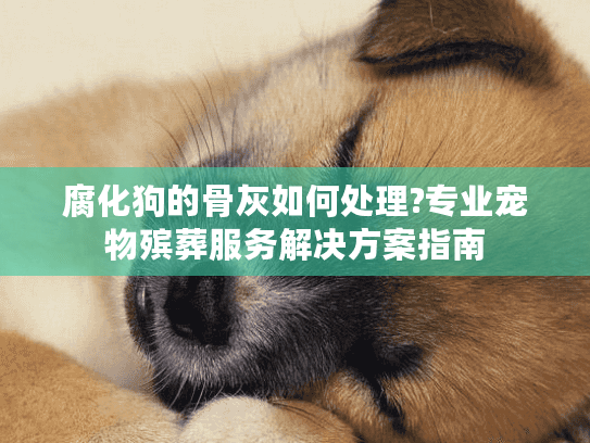 腐化狗的骨灰如何处理?专业宠物殡葬服务解决方案指南