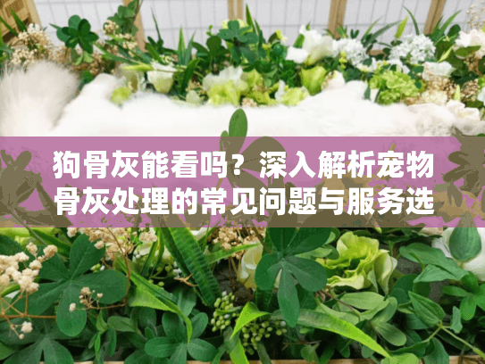 狗骨灰能看吗？深入解析宠物骨灰处理的常见问题与服务选择
