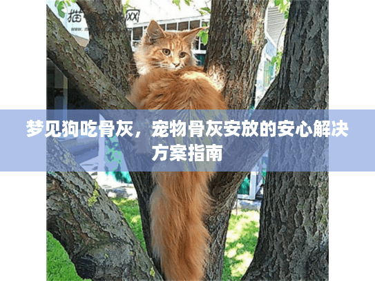 梦见狗吃骨灰,宠物骨灰安放的安心解决方案指南 梦见狗吃骨灰,宠物骨灰安放的安心解决方案指南