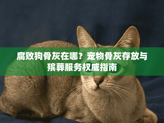 腐败狗骨灰在哪？宠物骨灰存放与殡葬服务权威指南