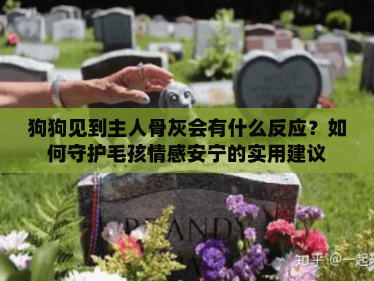 狗狗见到主人骨灰会有什么反应？如何守护毛孩情感安宁的实用建议