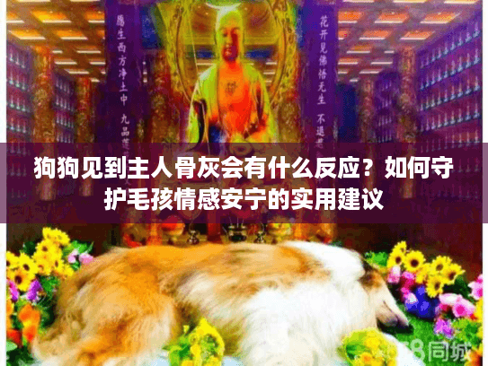 狗狗见到主人骨灰会有什么反应？如何守护毛孩情感安宁的实用建议