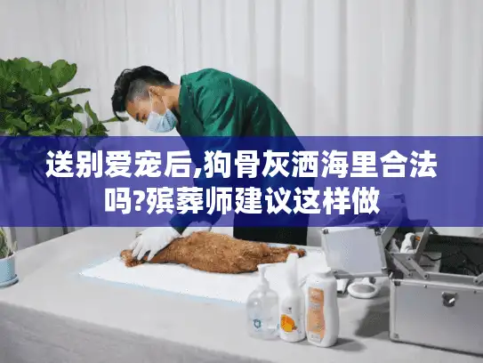 送别爱宠后,狗骨灰洒海里合法吗?殡葬师建议这样做