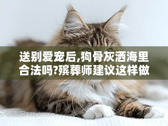 送别爱宠后,狗骨灰洒海里合法吗?殡葬师建议这样做