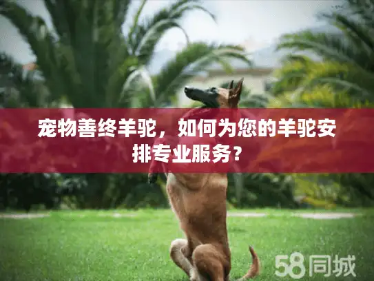 宠物善终羊驼，如何为您的羊驼安排专业服务？