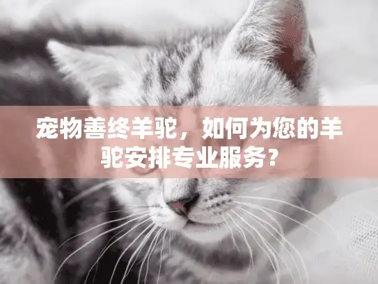 宠物善终羊驼，如何为您的羊驼安排专业服务？