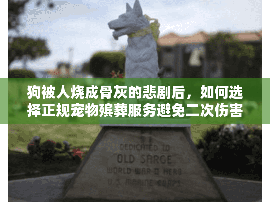 狗被人烧成骨灰的悲剧后，如何选择正规宠物殡葬服务避免二次伤害？