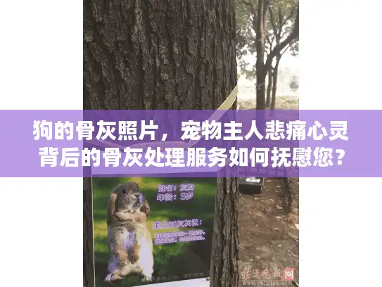 狗的骨灰照片，宠物主人悲痛心灵背后的骨灰处理服务如何抚慰您？
