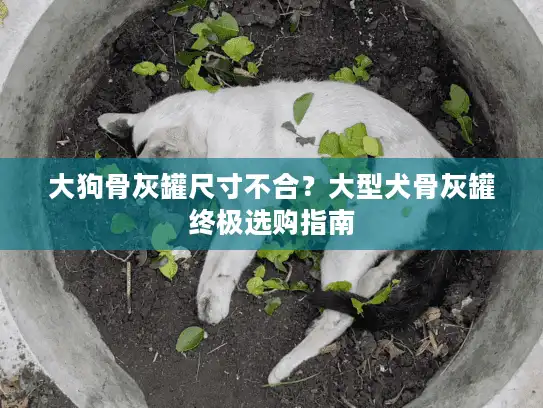 大狗骨灰罐尺寸不合？大型犬骨灰罐终极选购指南