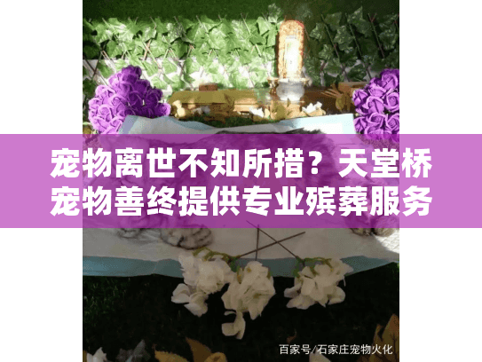 宠物离世不知所措？天堂桥宠物善终提供专业殡葬服务