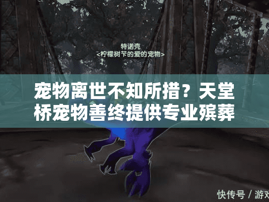 宠物离世不知所措？天堂桥宠物善终提供专业殡葬服务