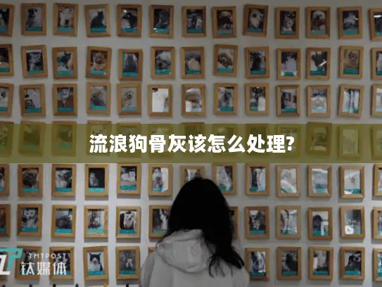 流浪狗骨灰该怎么处理?