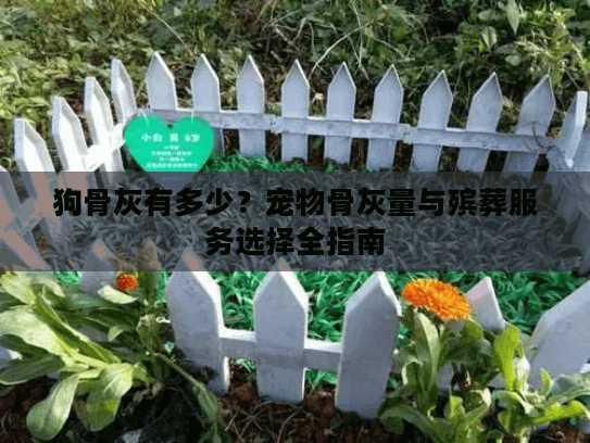 狗骨灰有多少?宠物骨灰量与殡葬服务选择全指南 狗骨灰有多少?宠物骨灰量与殡葬服务选择全指南