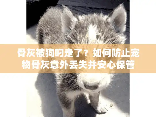 骨灰被狗叼走了?如何防止宠物骨灰意外丢失并安心保管 骨灰被狗叼走了?如何防止宠物骨灰意外丢失并安心保管