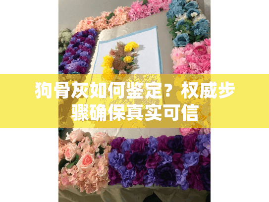 狗骨灰如何鉴定？权威步骤确保真实可信