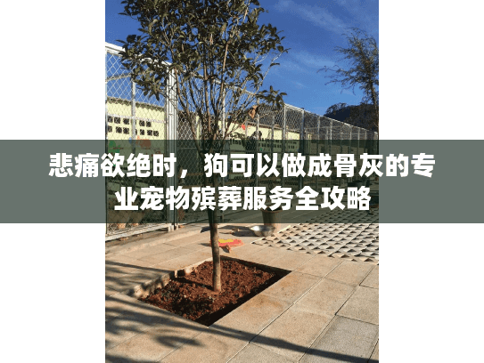 悲痛欲绝时，狗可以做成骨灰的专业宠物殡葬服务全攻略