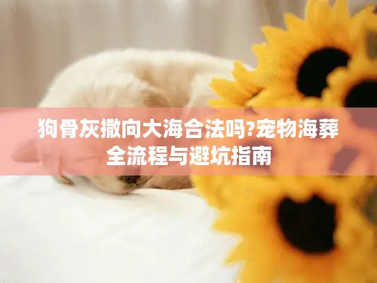 狗骨灰撒向大海合法吗?宠物海葬全流程与避坑指南