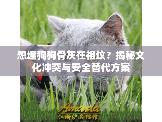 想埋狗狗骨灰在祖坟？揭秘文化冲突与安全替代方案