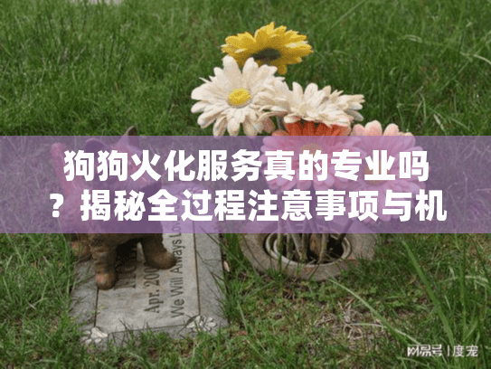 狗狗火化服务真的专业吗?揭秘全过程注意事项与机构选择指南 狗狗火化服务真的专业吗?揭秘全过程注意事项与机构选择指南