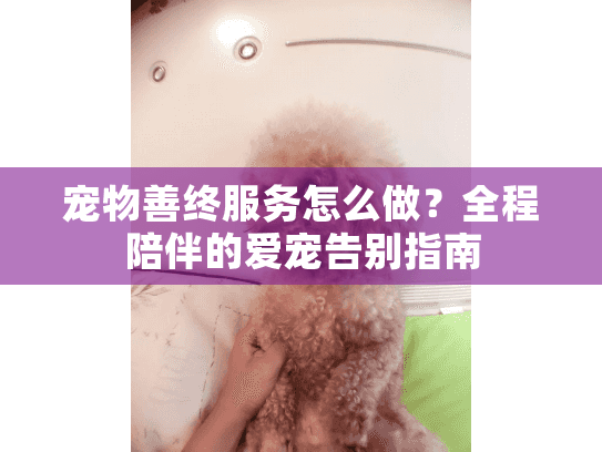 宠物善终服务怎么做？全程陪伴的爱宠告别指南