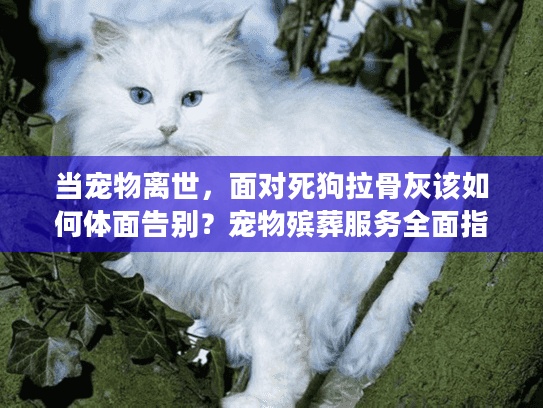 当宠物离世，面对死狗拉骨灰该如何体面告别？宠物殡葬服务全面指南