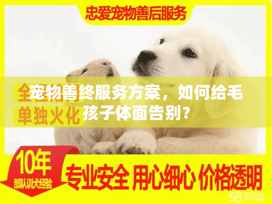 宠物善终服务方案，如何给毛孩子体面告别？