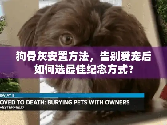 狗骨灰安置方法，告别爱宠后如何选最佳纪念方式？