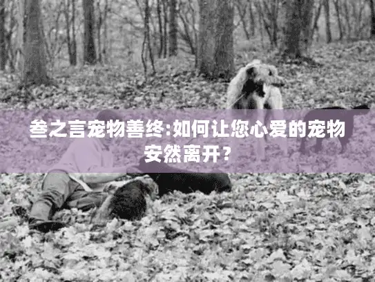 叁之言宠物善终:如何让您心爱的宠物安然离开？