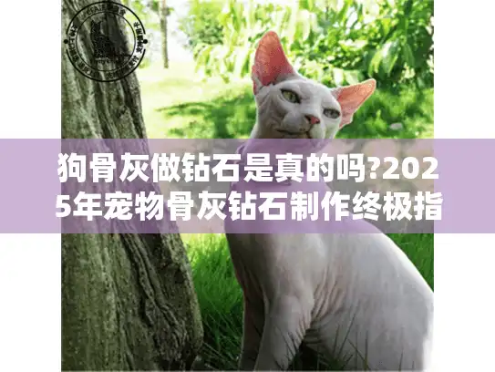 狗骨灰做钻石是真的吗?2025年宠物骨灰钻石制作终极指南