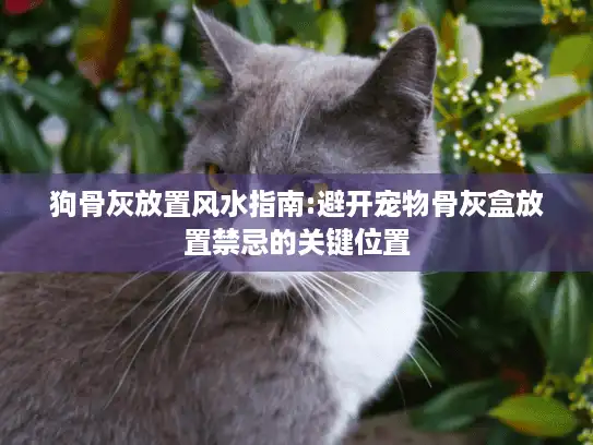 狗骨灰放置风水指南:避开宠物骨灰盒放置禁忌的关键位置 狗骨灰放置风水指南:避开宠物骨灰盒放置禁忌的关键位置