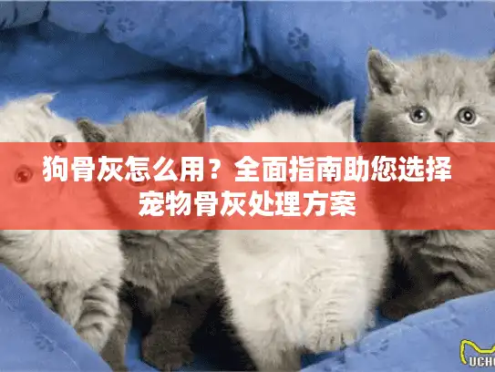 狗骨灰怎么用？全面指南助您选择宠物骨灰处理方案